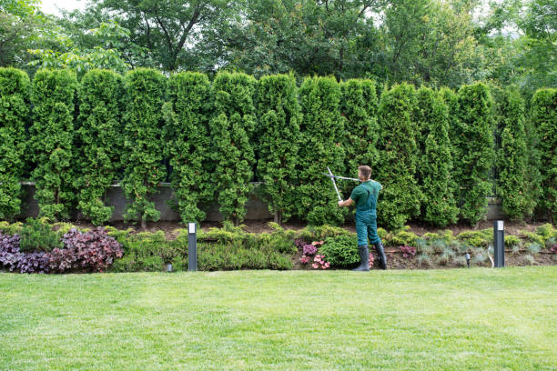 Best Tree Disease Treatment  in Littlestown, PA